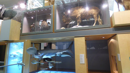 Photo 11  - Great North Museum: Hancock - Living Planet