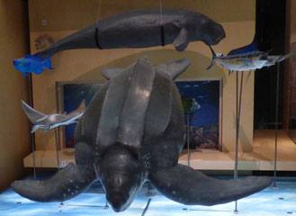 Photo 14  - Great North Museum: Hancock - Living Planet