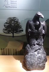 Photo 17  - Great North Museum: Hancock - Natural Northumbria