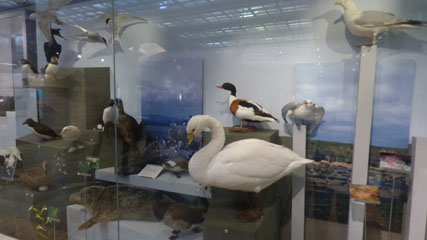 Photo 18  - Great North Museum: Hancock -  Natural Northumbria