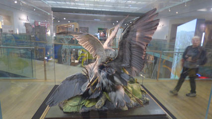Photo 19  - Great North Museum: Hancock -  Natural Northumbria
