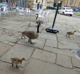 Photo 2  - York Trip - Geese and Goslings Everywhere! Our Coach Could Not Park Until Some Had Moved!