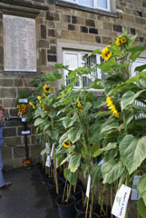 Photo 2  - Great War Centenary - Each Sunflower Labelled with a Name from the Memorial