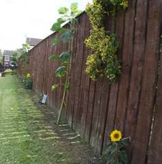 Photo 8  - Great War Centenary - Sunflowers also Placed Around Normanby