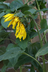 Photo 9  - Great War Centenary - Each Sunflower has Special Significance