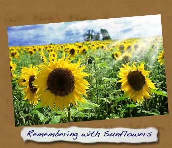 Normanby War Memorial Sunflowere